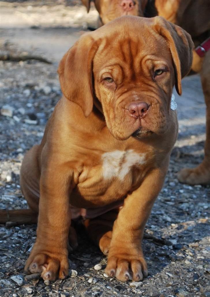 Dogue de bordeaux Golden Goddess Nairobi billede 9