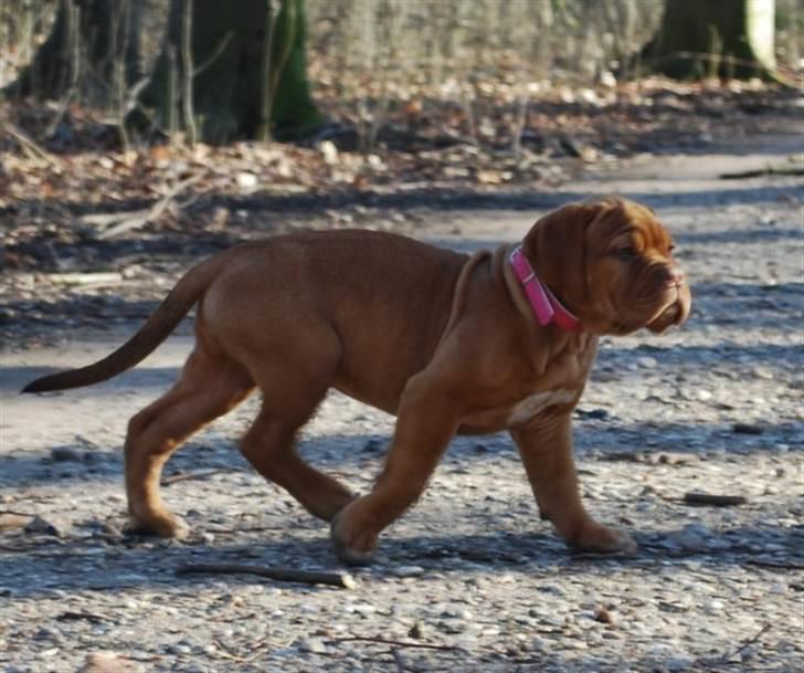 Dogue de bordeaux Golden Goddess Nairobi billede 10