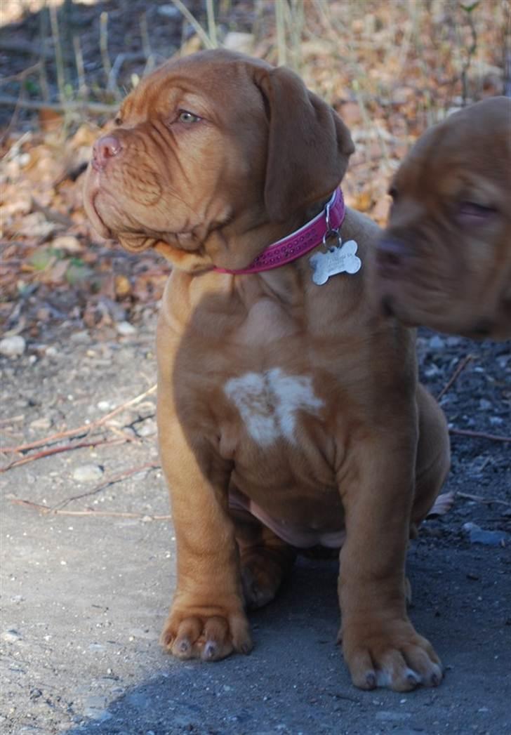 Dogue de bordeaux Golden Goddess Nairobi billede 11
