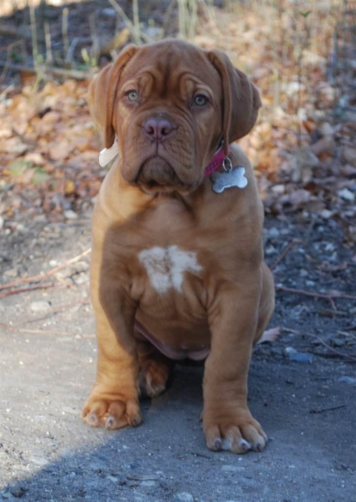 Dogue de bordeaux Golden Goddess Nairobi billede 12