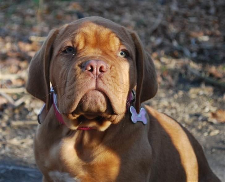 Dogue de bordeaux Golden Goddess Nairobi billede 13