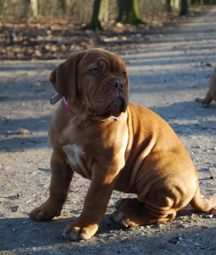 Dogue de bordeaux Golden Goddess Nairobi billede 14