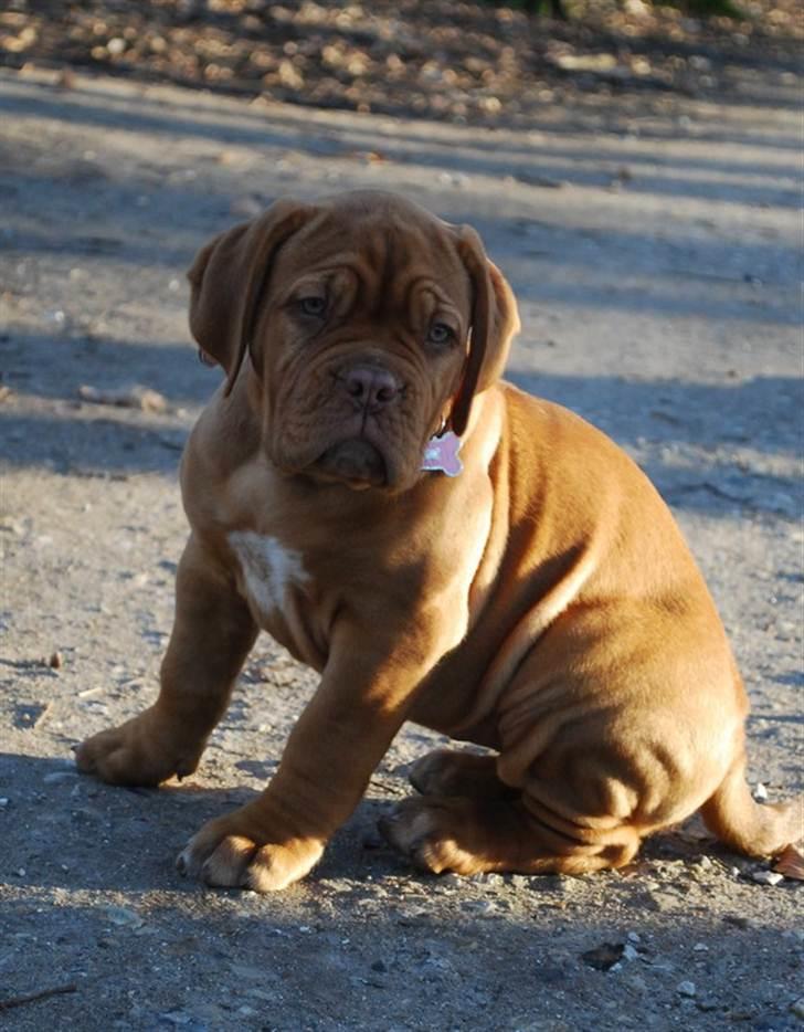 Dogue de bordeaux Golden Goddess Nairobi billede 15
