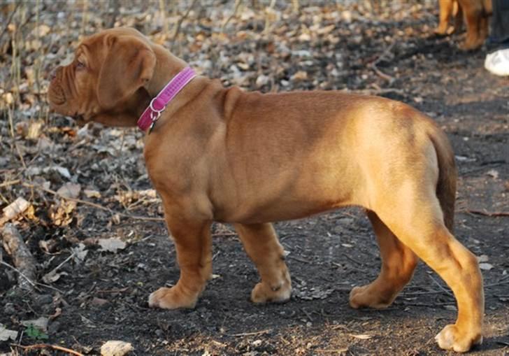 Dogue de bordeaux Golden Goddess Nairobi billede 16