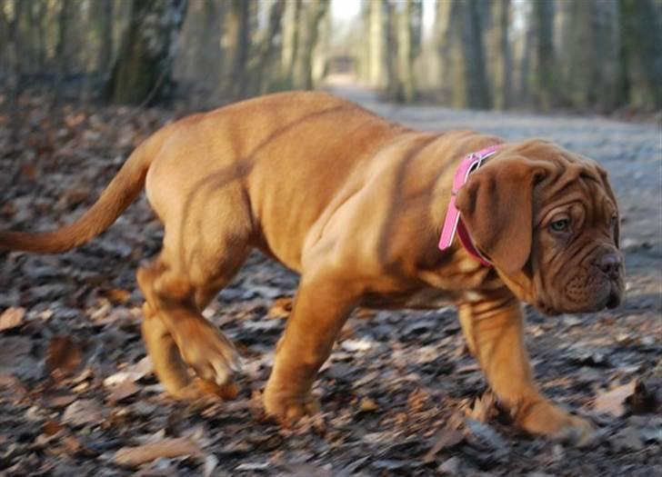 Dogue de bordeaux Golden Goddess Nairobi billede 17