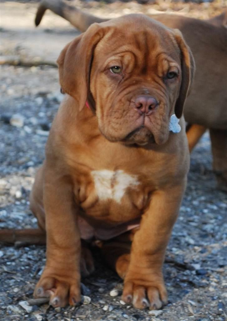 Dogue de bordeaux Golden Goddess Nairobi billede 18
