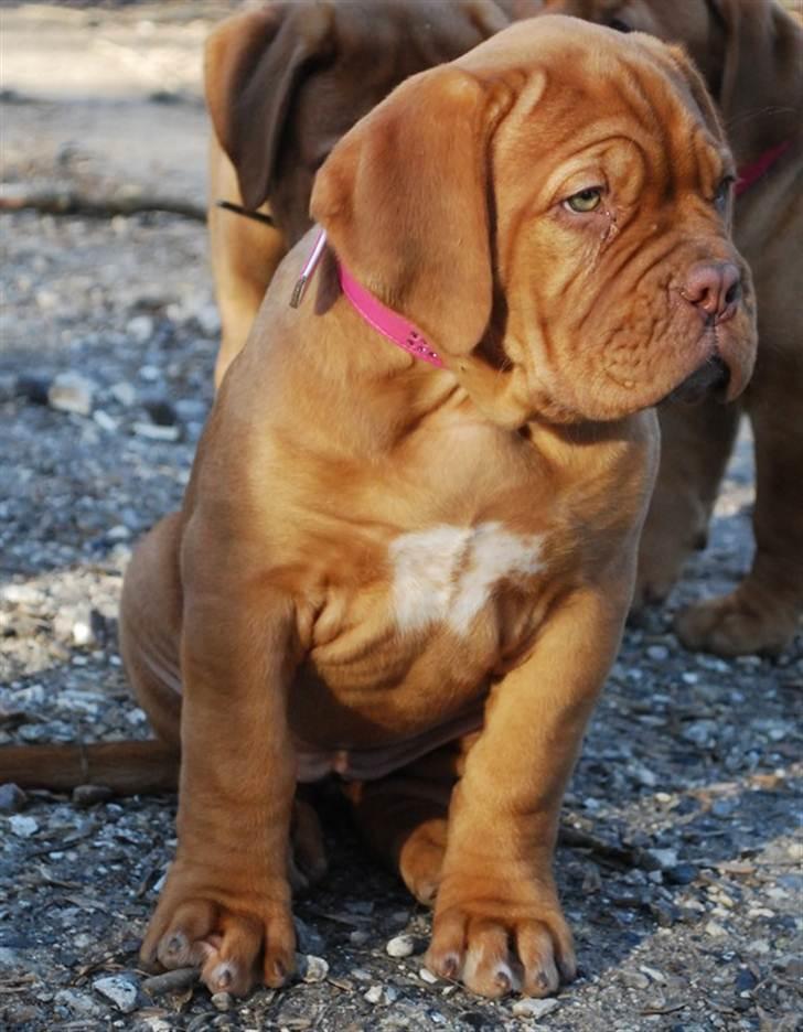 Dogue de bordeaux Golden Goddess Nairobi billede 19