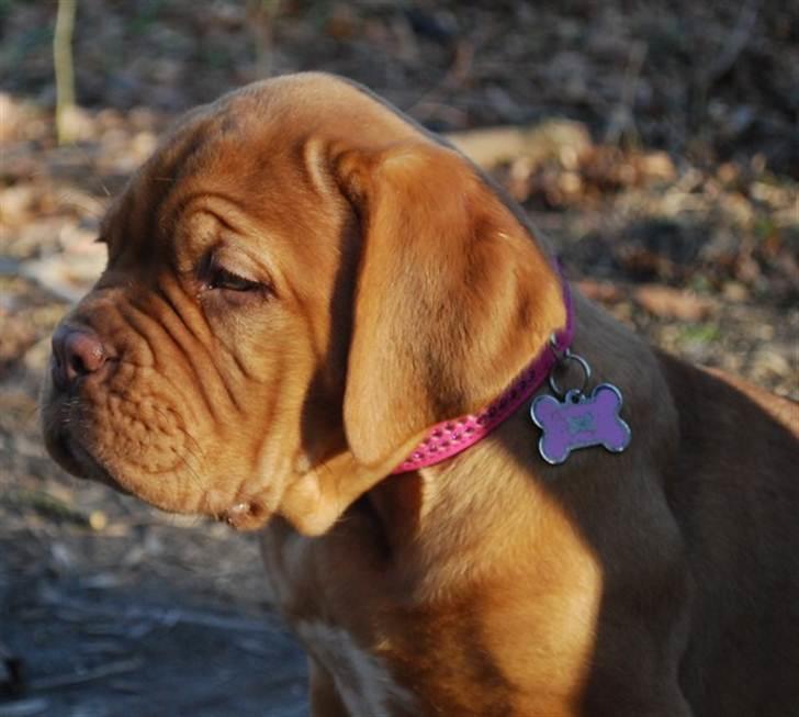 Dogue de bordeaux Golden Goddess Nairobi billede 20
