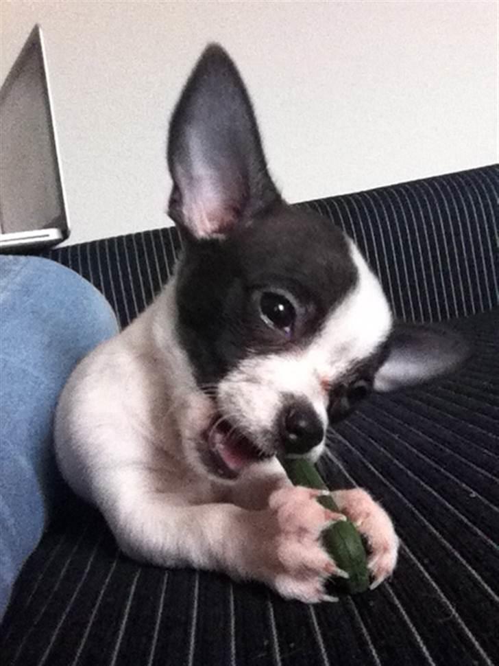 Chihuahua Chanel - Ligger og nyder sit kødben billede 1