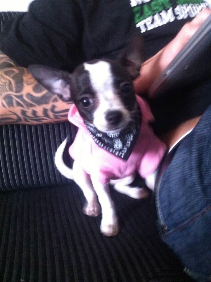 Chihuahua Chanel - Klar til en gå tur i det kolde vejr billede 2