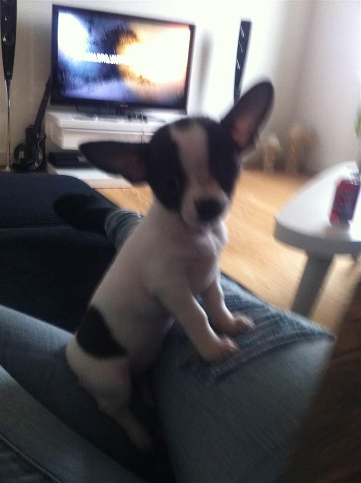 Chihuahua Chanel - CHiller billede 3