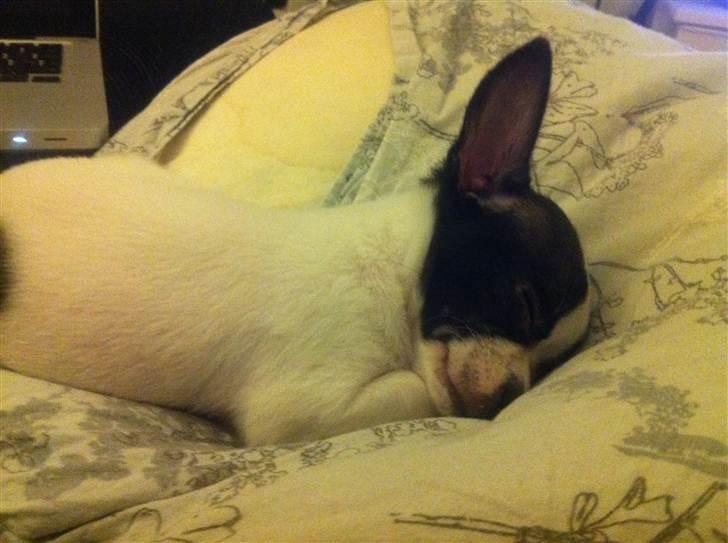 Chihuahua Chanel - Tager sin lur billede 4