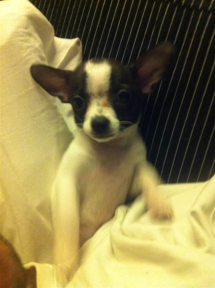 Chihuahua Chanel - TRÆÆÆT  billede 5