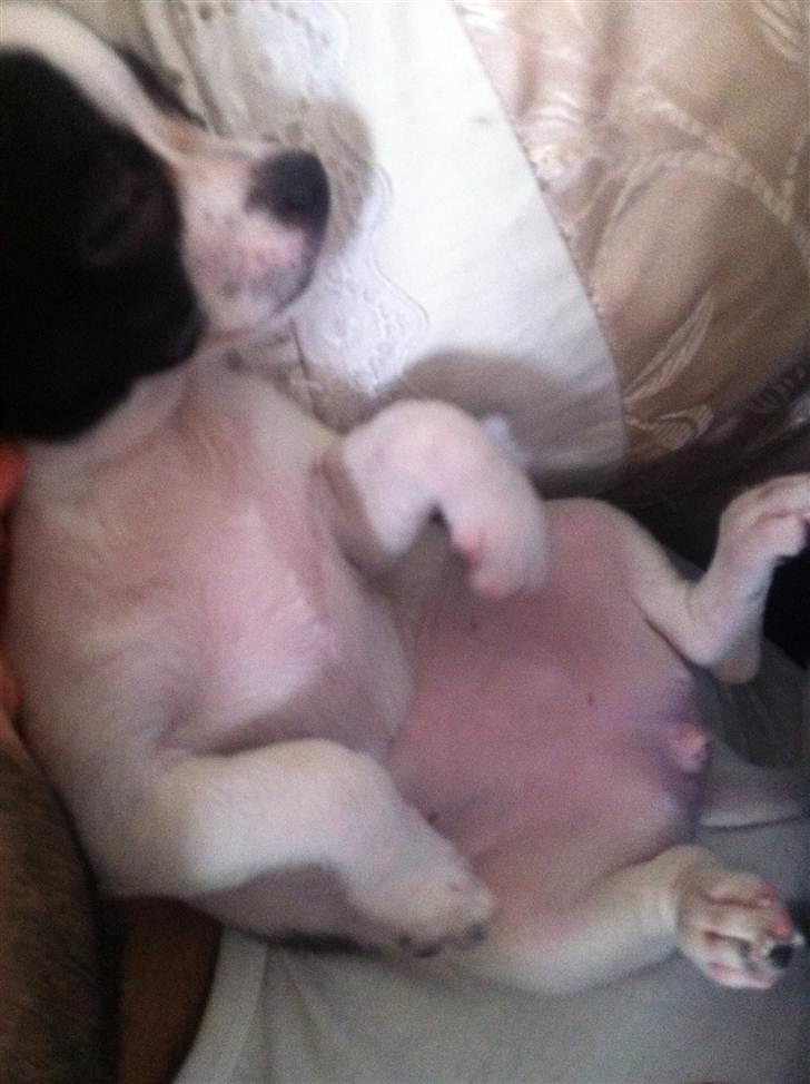 Chihuahua Chanel - Sover :D billede 6