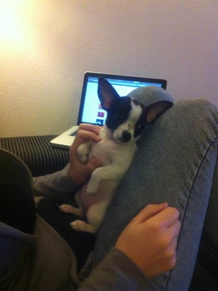 Chihuahua Chanel - LIGE vågnet heheh  billede 7