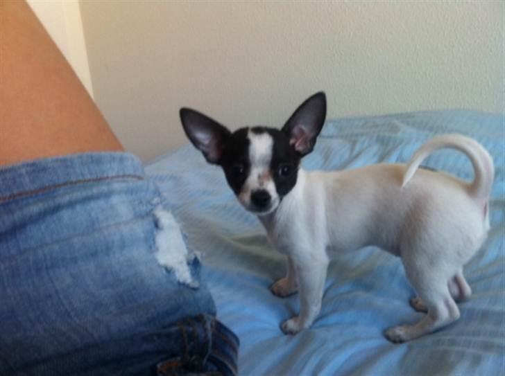 Chihuahua Chanel - Chanelbabz billede 8