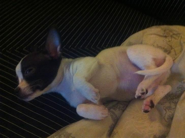 Chihuahua Chanel - Træt efter en lang dag i skoven billede 9