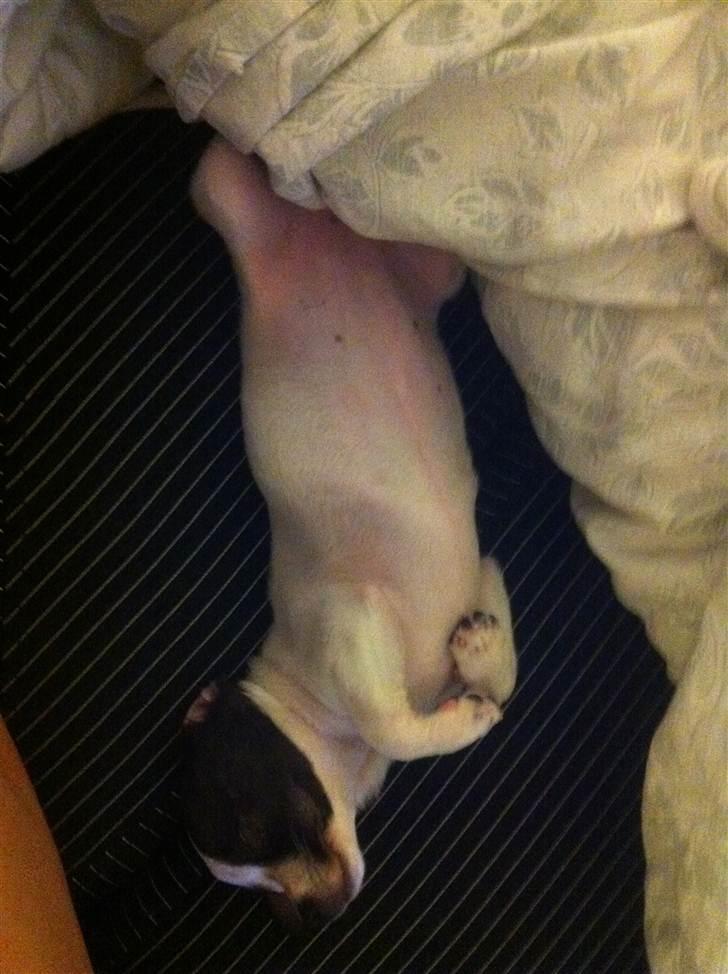 Chihuahua Chanel - Feder den  billede 10