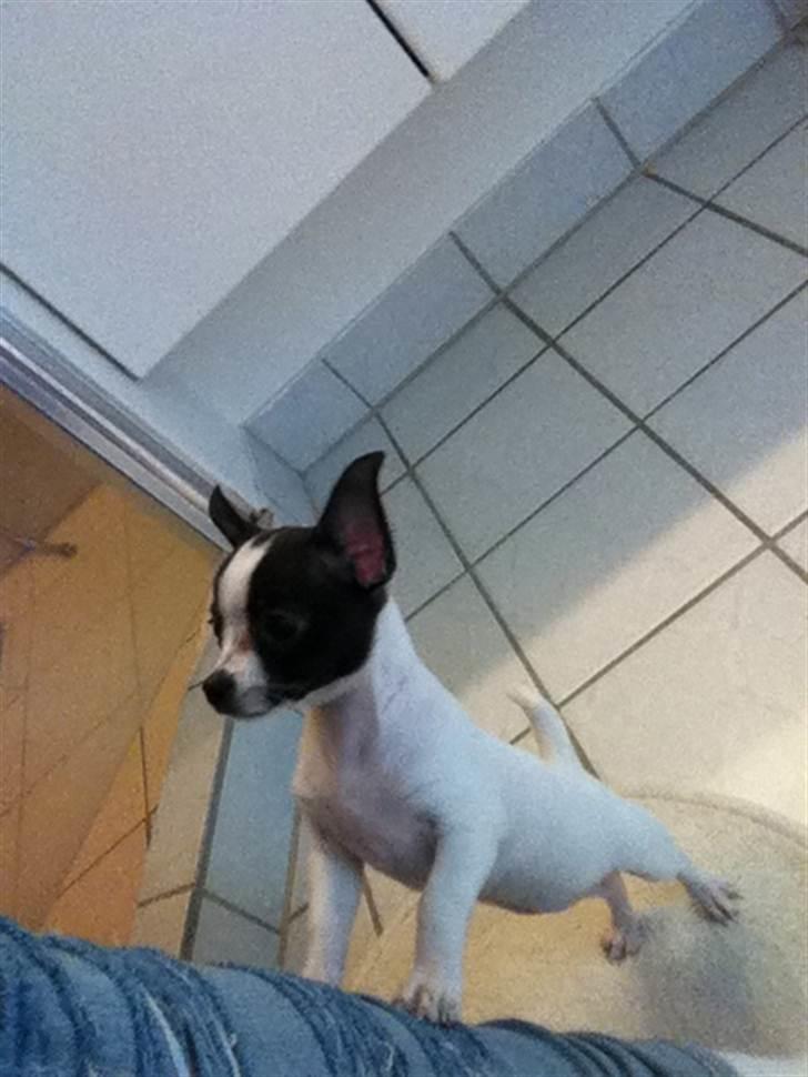 Chihuahua Chanel - Skal følge med i ALT  billede 11