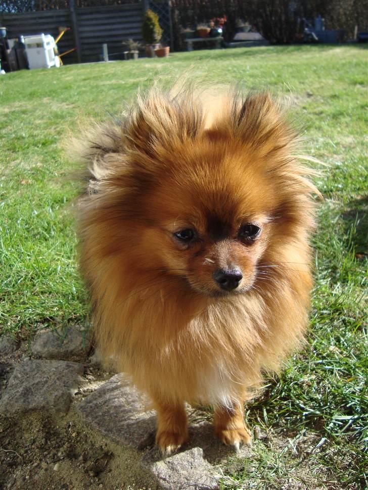 Pomeranian Liva - Dejlig forårsdag med solskin :) billede 18