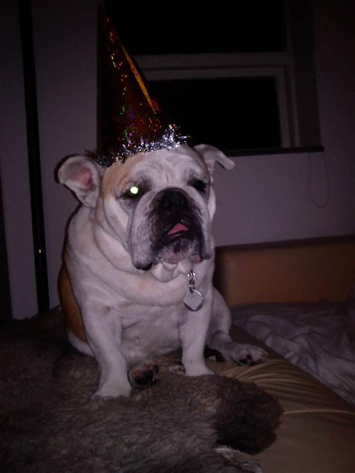 Engelsk bulldog Whiskey - z Mostowego Sadu billede 16