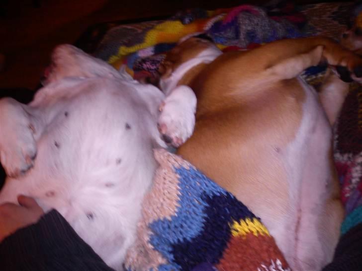 Engelsk bulldog Whiskey - z Mostowego Sadu billede 17