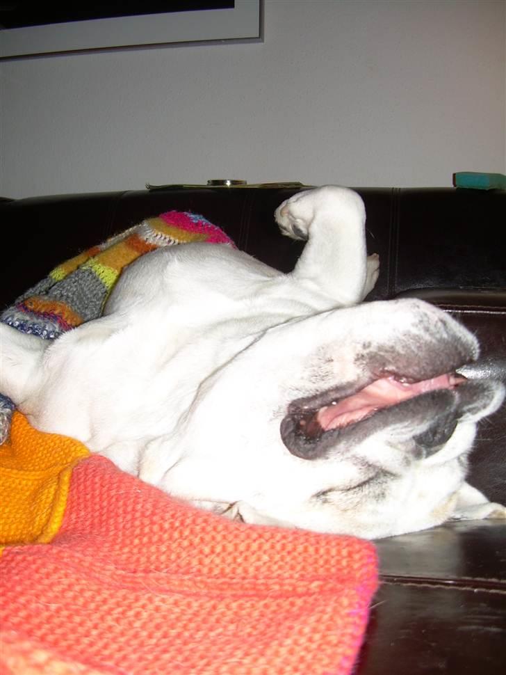 Engelsk bulldog Whiskey - z Mostowego Sadu billede 19