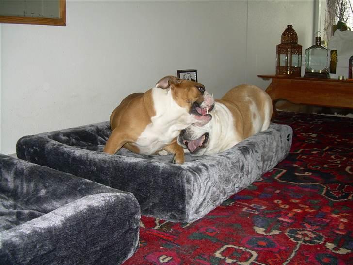 Engelsk bulldog Whiskey - z Mostowego Sadu billede 20