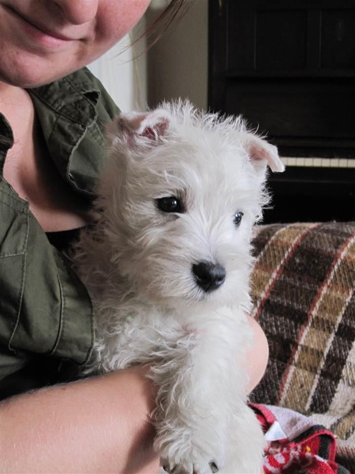 West highland white terrier Theis billede 1