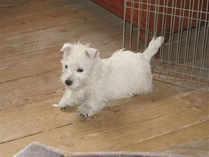 West highland white terrier Theis billede 2