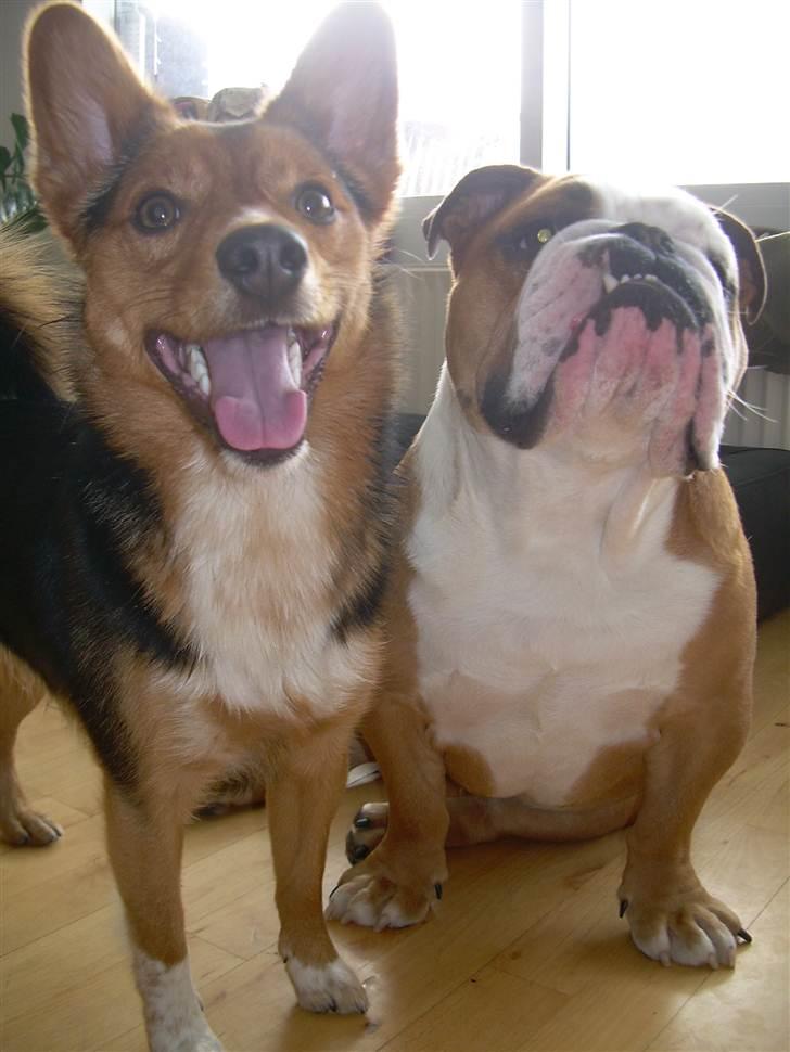 Engelsk bulldog Holger - Er'sujo billede 13