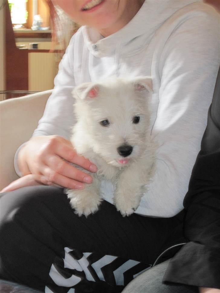 West highland white terrier Theis billede 4