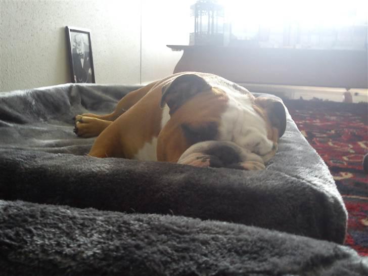 Engelsk bulldog Holger - Er'sujo billede 14