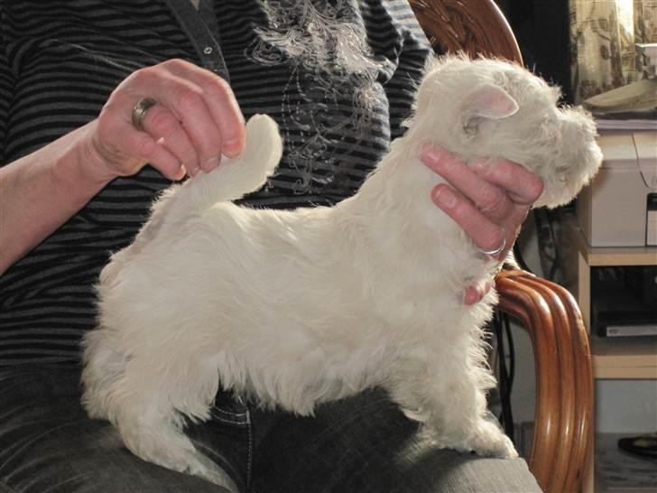 West highland white terrier Theis - i profil billede 5