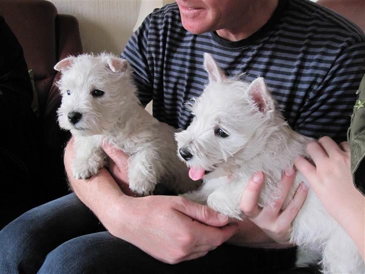 West highland white terrier Theis - Theis til venstre og brormand til højre billede 6