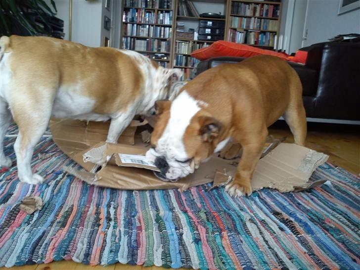 Engelsk bulldog Holger - Er'sujo billede 16