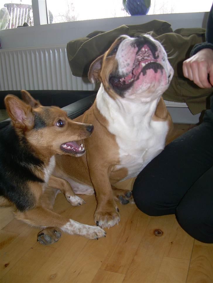 Engelsk bulldog Holger - Er'sujo billede 17