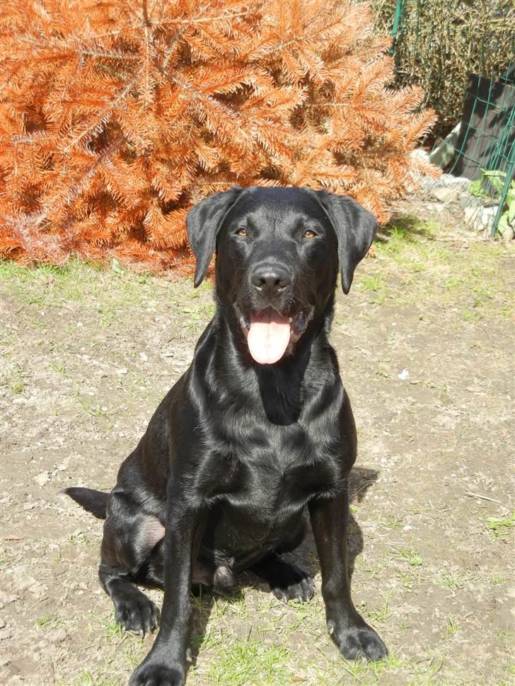 Labrador retriever Samson R.I.P billede 18