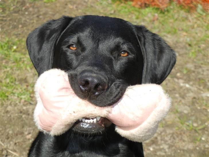 Labrador retriever Samson R.I.P billede 19