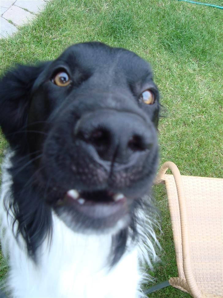 Stabijhoun Amigo billede 2