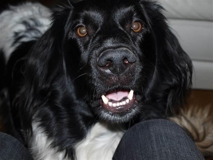 Stabijhoun Amigo billede 3