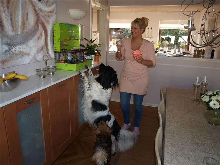 Stabijhoun Amigo - Mor og Amigo kigger til hamsteret... billede 4