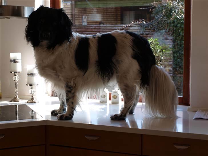 Stabijhoun Amigo - Hele kroppen. billede 5