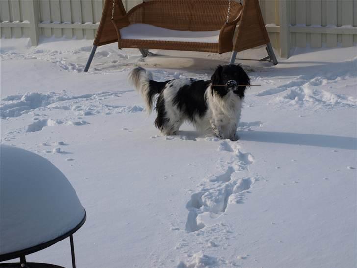 Stabijhoun Amigo - Amigo ude i haven, og lege i sneen! billede 6