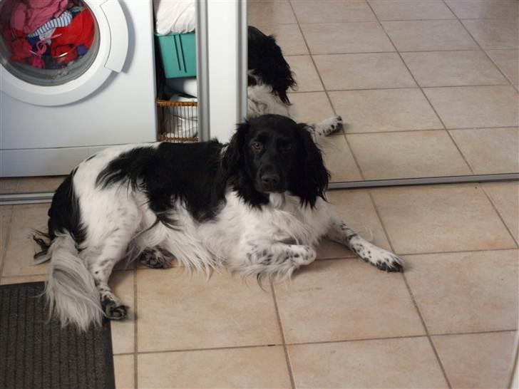 Stabijhoun Amigo billede 7