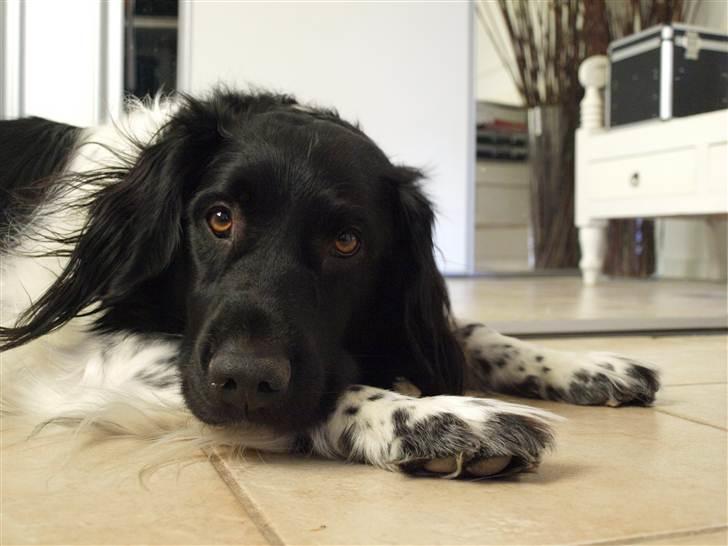 Stabijhoun Amigo billede 8