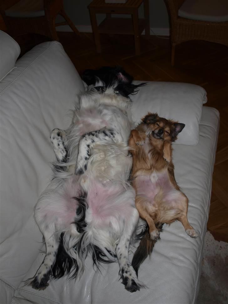 Stabijhoun Amigo - Hundene der ligge og gør sig lækre. billede 9