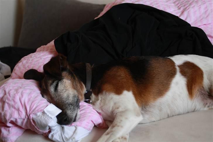 Glathåret foxterrier Ricko - Efter en lang dag med massere leg ude i haven, og en lang gåtur. Er det bedste nu alligevel og flade ud i min seng : D -  Billede taget af mig. billede 8