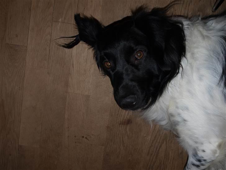 Stabijhoun Amigo billede 10