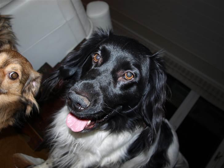 Stabijhoun Amigo billede 11